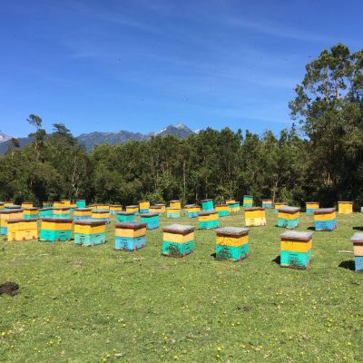 Beehives in Chile