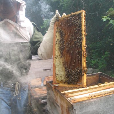 Bio-Imker bei der Arbeit in Yucatán