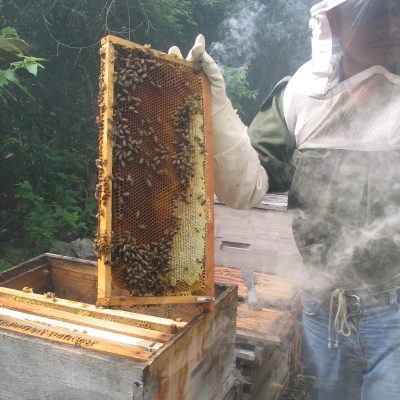 Organic Beekeeper in Yucatan