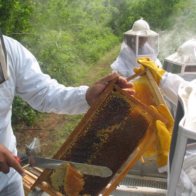 Apiculteur bio au travail