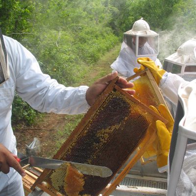 仕事で有機養蜂家。