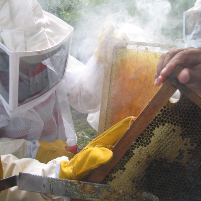 Apicultor trabajando en Yucatán