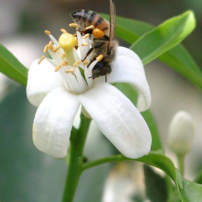 Fleur d'oranger du Mexique