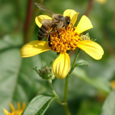 La flor tahonal