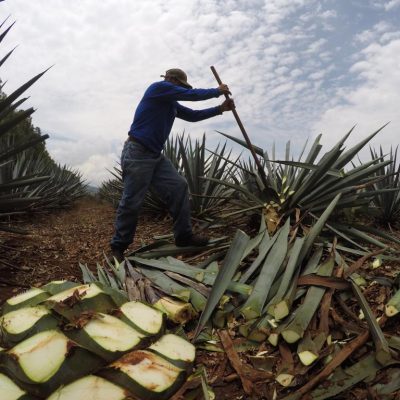 Cosecha del agave en méxico