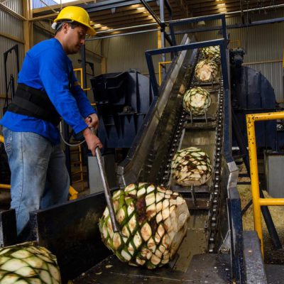 Agave processing in Mexico
