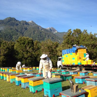 Organic beekeepers at the regular control