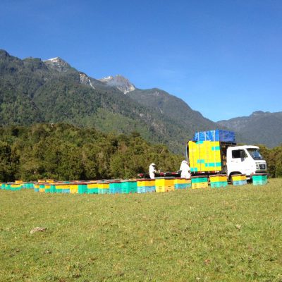 Organic beekeepers working in Chile